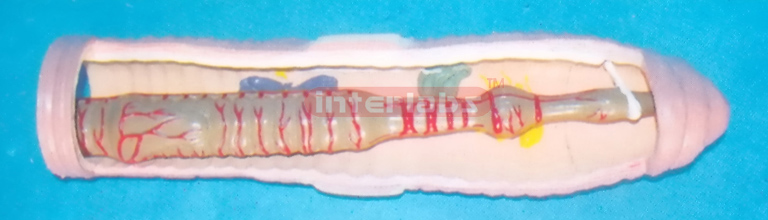 ANATOMICAL & MAGNIFIED EARTHWORM MODEL